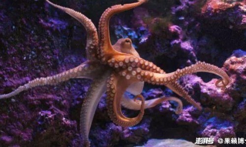 维生素b12片的功效与主治-【维生素b12正确吃法】维生素b12一天吃几次一次吃几粒 - 维生素b12哺乳期能吃吗网